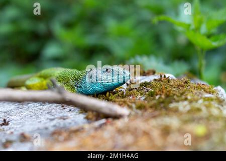 Europäische grüne Eidechse (Lacerta viridis), die sich auf einem moosbedeckten Stein in der Sonne sonnt Stockfoto