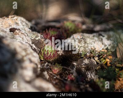 Rote grüne saftige Rosette zwischen Felsen in freier Wildbahn in Europa, Ungarn Stockfoto