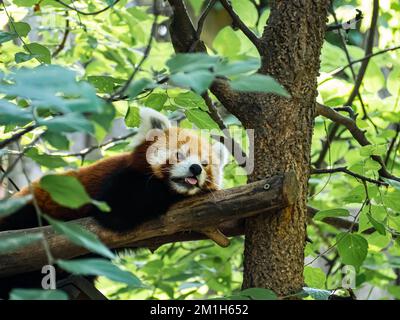 Gefährdete Tierart Roter Panda liegt auf einem Ast in einem Zoo ein Tier Stockfoto