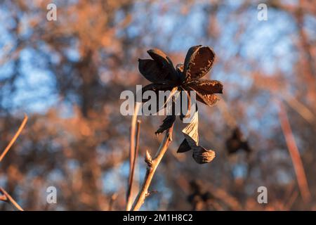 Paeonia suffruticosa-Samen in Sternen. Samen von Pfingstrosen auf unscharfem Hintergrund. Pfingstrosen, ein Symbol eines Strauchs in der chinesischen Kultur. Samen der Stockfoto