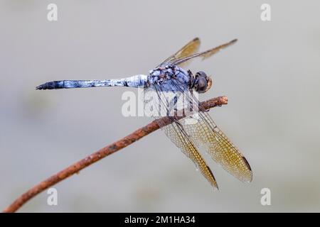 Australische Libelle hoch oben auf dem Zweig Stockfoto