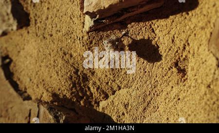 Ein kleines Insektennest an einer Steinmauer Stockfoto