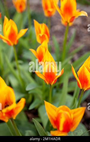 Ein vertikaler Schuss orangefarbener Tulpen, die ihre Blütenblätter in einem Garten öffnen Stockfoto