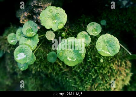 Saftige grüne Blätter mit Wassertropfen in Sizilien, Ätna-Park, Italien Stockfoto