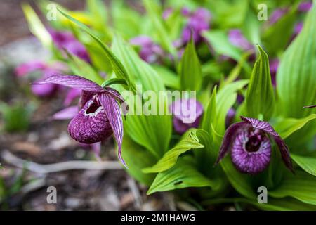 Cypripedium ist eine Gattung von 58 Arten und keine Art von hartnäckigen Orchideen; es ist eine von fünf Gattungen, die zusammen die Unterfamilie von Frauenschuhen bilden Stockfoto