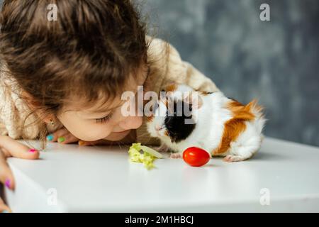 Nahaufnahme kleines Mädchen, das zusieht, spielt, kleine fleckige Meerschweinchen füttert, mit Gemüse auf dem Tisch sitzt. Zeit zu essen Stockfoto