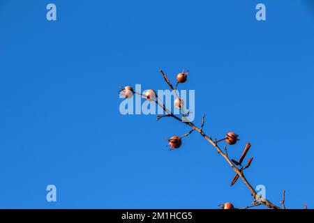 Viele reife Mispeln auf Baumzweigen gegen den blauen Himmel an sonnigen Tagen. Gemeine Medlar oder Mespilus germanica, niederländische Mispel. Naturhintergrund. Stockfoto