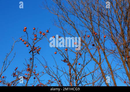 Viele reife Mispeln auf Baumzweigen gegen den blauen Himmel an sonnigen Tagen. Gemeine Medlar oder Mespilus germanica, niederländische Mispel. Naturhintergrund. Stockfoto