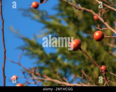 Viele reife Mispeln auf Baumzweigen gegen den blauen Himmel an sonnigen Tagen. Gemeine Medlar oder Mespilus germanica, niederländische Mispel. Naturhintergrund. Stockfoto