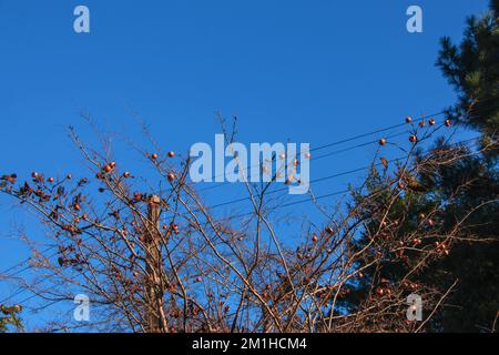 Viele reife Mispeln auf Baumzweigen gegen den blauen Himmel an sonnigen Tagen. Gemeine Medlar oder Mespilus germanica, niederländische Mispel. Naturhintergrund. Stockfoto