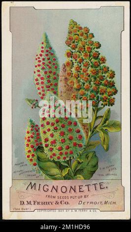 Mignonette, aus Samen von D. M. Ferry & Co., Detroit, Michigan. , Blumen, Samen, amerikanische Handelskarten des 19.. Jahrhunderts Stockfoto