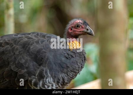 Wilder buschpüree-truthahn im Springbrook-Nationalpark. Stockfoto