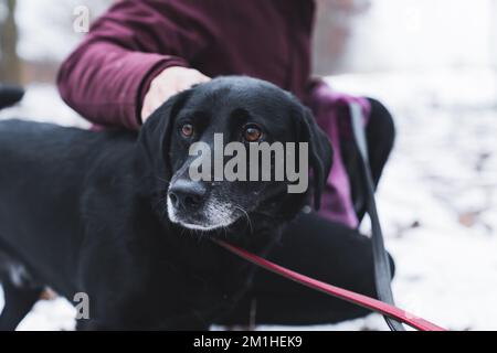 Trauriger braunäugiger schwarzer Mischrassen-Schutzhund während eines Spaziergangs mit Freiwilligen. Nahaufnahme Porträt. Schwarzer Hund, der von einem Freiwilligen in Winterjacke auf dem Rücken gehalten wird. Hochwertiges Foto Stockfoto