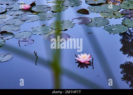 Blick auf kleine rosa Lilienblüten durch Gräser auf einem Teich, der mit Lilienpflastern bedeckt ist Stockfoto