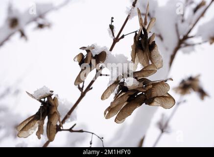 Samen von Sycamore (Acer pseudoplatanus) oder samara im Winter. Der Baum ist auch als Keltischer Ahorn bekannt Stockfoto