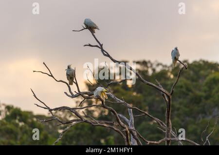 Wilde Kakadus in einem toten Baum mit Sonnenuntergang im Hintergrund. Aufgenommen in Queensland, Australien. Stockfoto