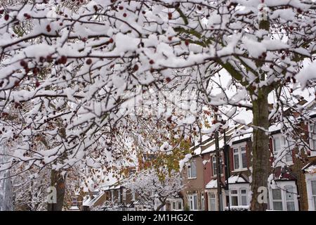 Winter in einem Londoner Vorort: Krabbenapfel und Londoner Platane auf der Greening Street in Abbey Wood, Südosten von London Stockfoto