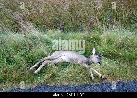 Rothirsche (Capreolus capreolus) töten auf einer ruhigen Landstraße. Stockfoto