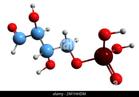 3D-Bild der 4-Phosphat-Skelettformel von Erythrose - molekularchemische Struktur von E4P isoliert auf weißem Hintergrund Stockfoto