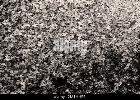Herbstblätter liegen auf der Wasseroberfläche. Schwarzweißbild. Stockfoto