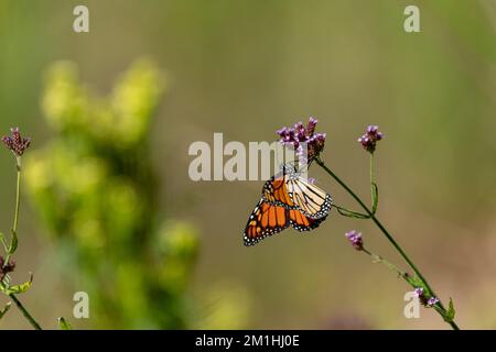 Atemberaubender Monarch-Schmetterling in Queensland in freier Wildbahn während der Herbstsaison. Stockfoto