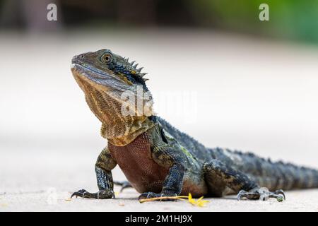 Einheimischer östlicher Wasserdrache (Intellagama lesueurii) in Queensland, Australien. Stockfoto