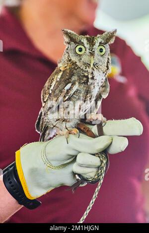 American Eastern Screech Owl Raptor gezähmt und auf Lederhandschuh des Trainers Stockfoto