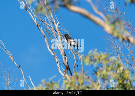 Einheimische australische Elster mit wunderschönem blauem Hintergrund in Australien. Stockfoto