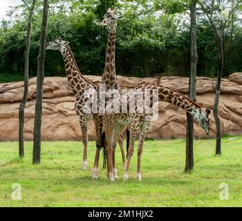 Drei Masai-Giraffen (Giraffa camelopardalis tippelskirchi) im Zoo von Nashville (Tennessee) mit ihrem Hals in einem Fleur-de-Lis-Muster Stockfoto