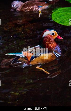 Lebhafte und farbenfrohe Entenvögel aus Mandarin, die im Wasser mit Seerosenbäumen schwimmen Stockfoto