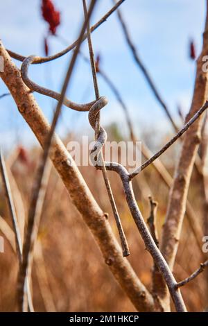 Detail eines kleinen Astes, der im Wald um einen anderen gewickelt wächst Stockfoto