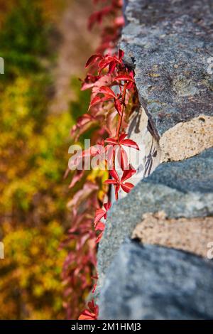 Details mit roten, bunten Reben, die an einer Steinwand hängen, mit einem weichen, bunten Pinsel dahinter Stockfoto