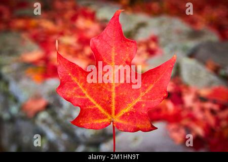 Konzentrieren Sie sich auf ein perfektes rotes Herbstblatt in der Mitte mit grauem und rotem weichem Hintergrund Stockfoto