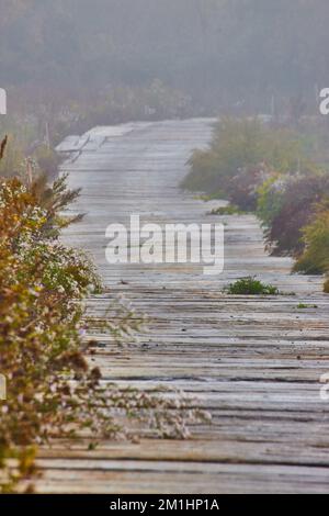 Holzplanke Straße durch Felder mit Details am nebligen Morgen Stockfoto