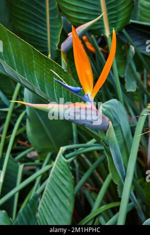 Aus nächster Nähe sehen Sie die Blume des Orangenvogel des Paradieses Stockfoto