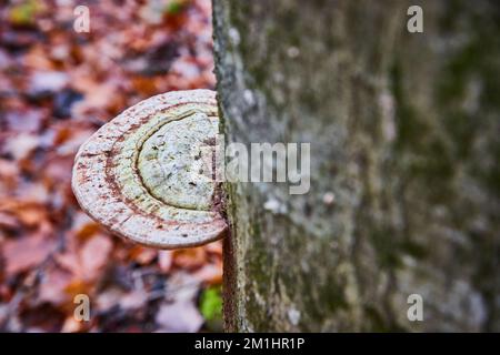 Baumdetail eines einzelnen Pilzregals Stockfoto