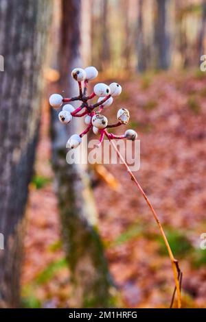 Kleine weiße Beeren auf der Pflanze im Spätherbst mit Bäumen und Waldblattfarben im Hintergrund sanft Stockfoto