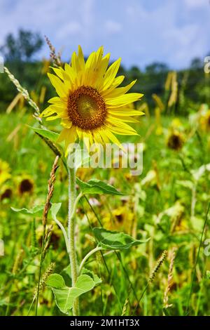 Konzentrieren Sie sich auf wunderschöne Sonnenblumen im Blumenfeld Stockfoto