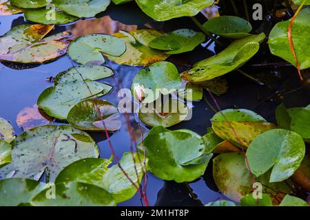 Lone Lilien Blume auf Teich bedeckt mit grünen Lilienpolstern Stockfoto