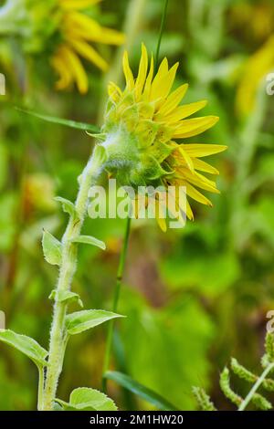 Rückseite der Sonnenblumen mit Details vertikal Stockfoto