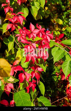 Details der wunderschönen roten Reben, die im Herbst auf Baumzweigen wachsen Stockfoto