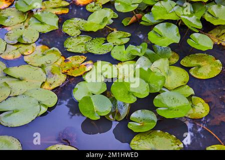 Teich mit kleinen grünen Lilienklötzen bedeckt Stockfoto