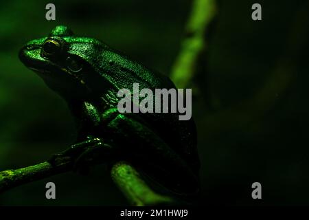 Green Tree Frog sitzt auf Einem Zweig im Dunkeln Stockfoto