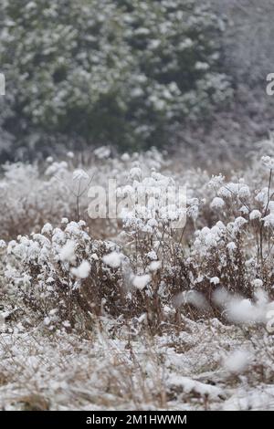 An einem schönen Wintertag im Park. Die ganze Landschaft ist weiß und mit Schnee bedeckt Stockfoto