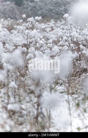 An einem schönen Wintertag im Park. Die ganze Landschaft ist weiß und mit Schnee bedeckt Stockfoto