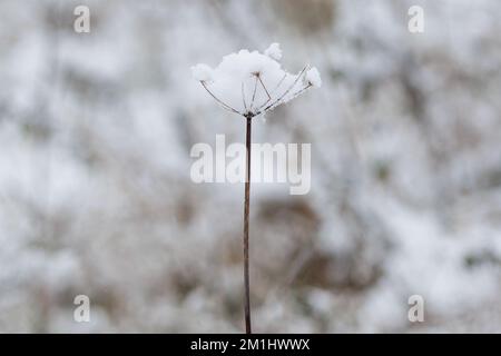 An einem schönen Wintertag im Park. Die ganze Landschaft ist weiß und mit Schnee bedeckt Stockfoto