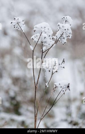 An einem schönen Wintertag im Park. Die ganze Landschaft ist weiß und mit Schnee bedeckt Stockfoto