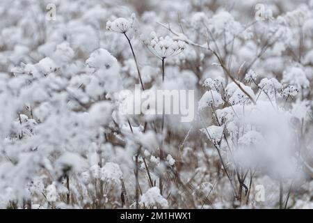 An einem schönen Wintertag im Park. Die ganze Landschaft ist weiß und mit Schnee bedeckt Stockfoto