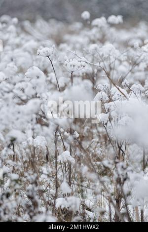 An einem schönen Wintertag im Park. Die ganze Landschaft ist weiß und mit Schnee bedeckt Stockfoto