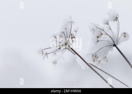 An einem schönen Wintertag im Park. Die ganze Landschaft ist weiß und mit Schnee bedeckt Stockfoto